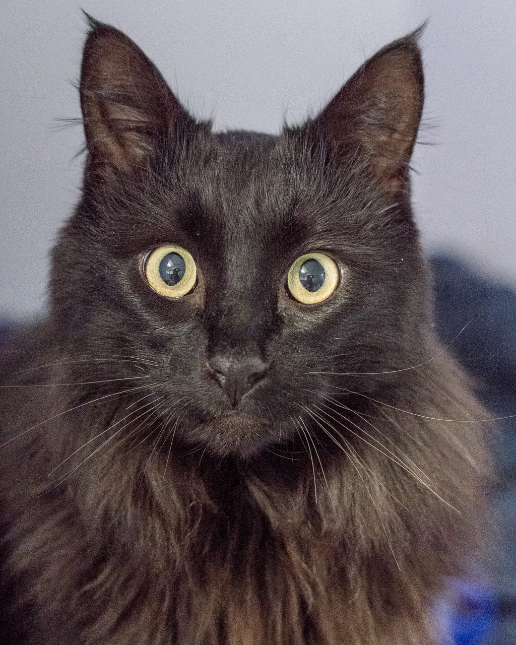Photo of Yuno