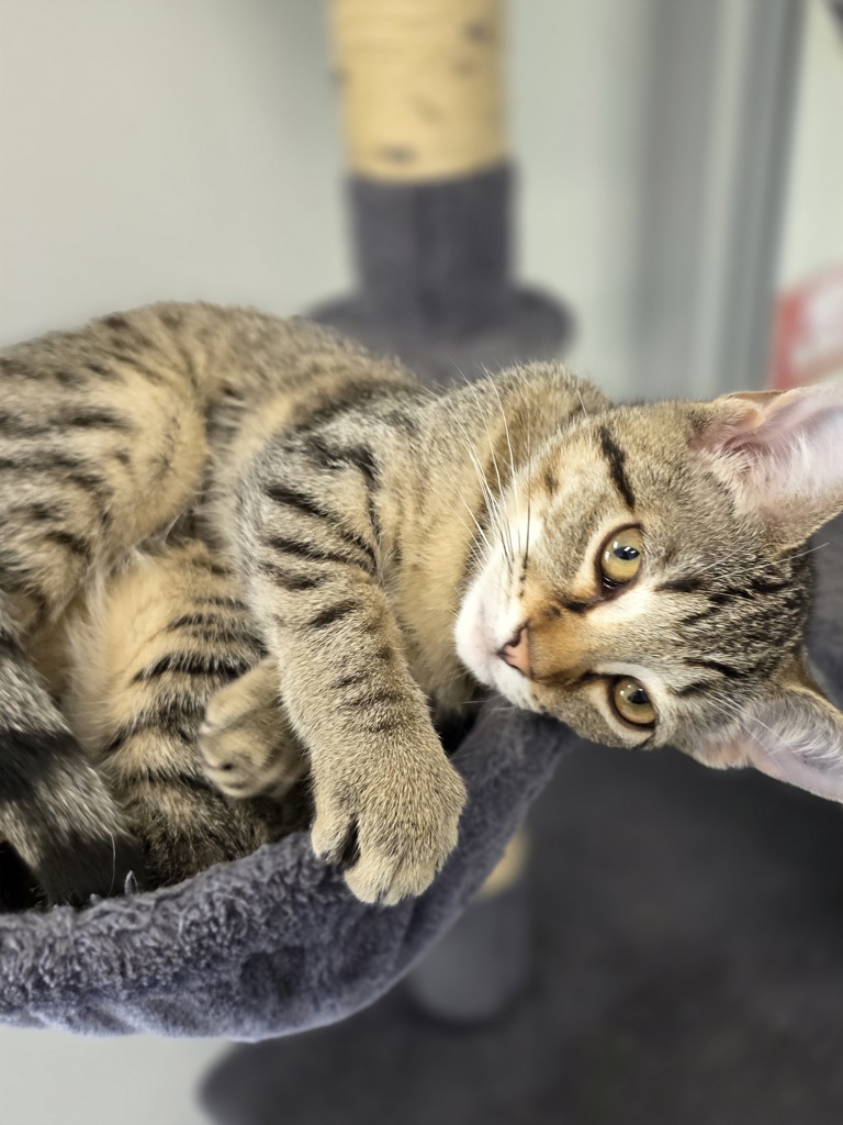 Photo of Echo