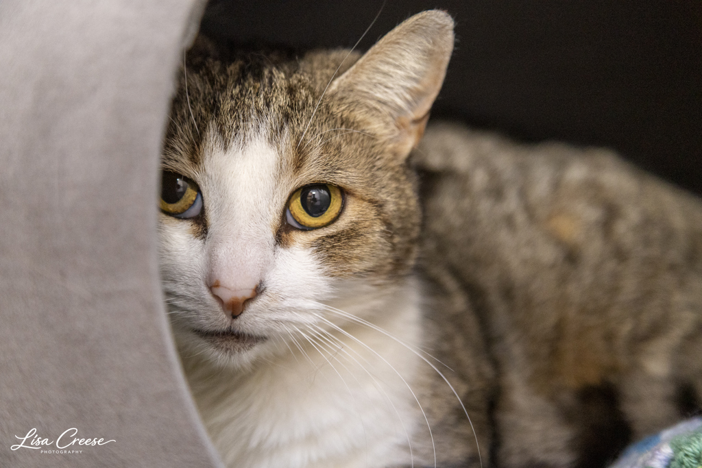 Photo of Nellie