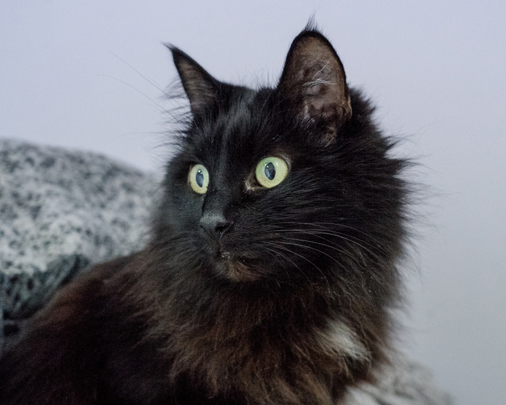 Photo of Penny