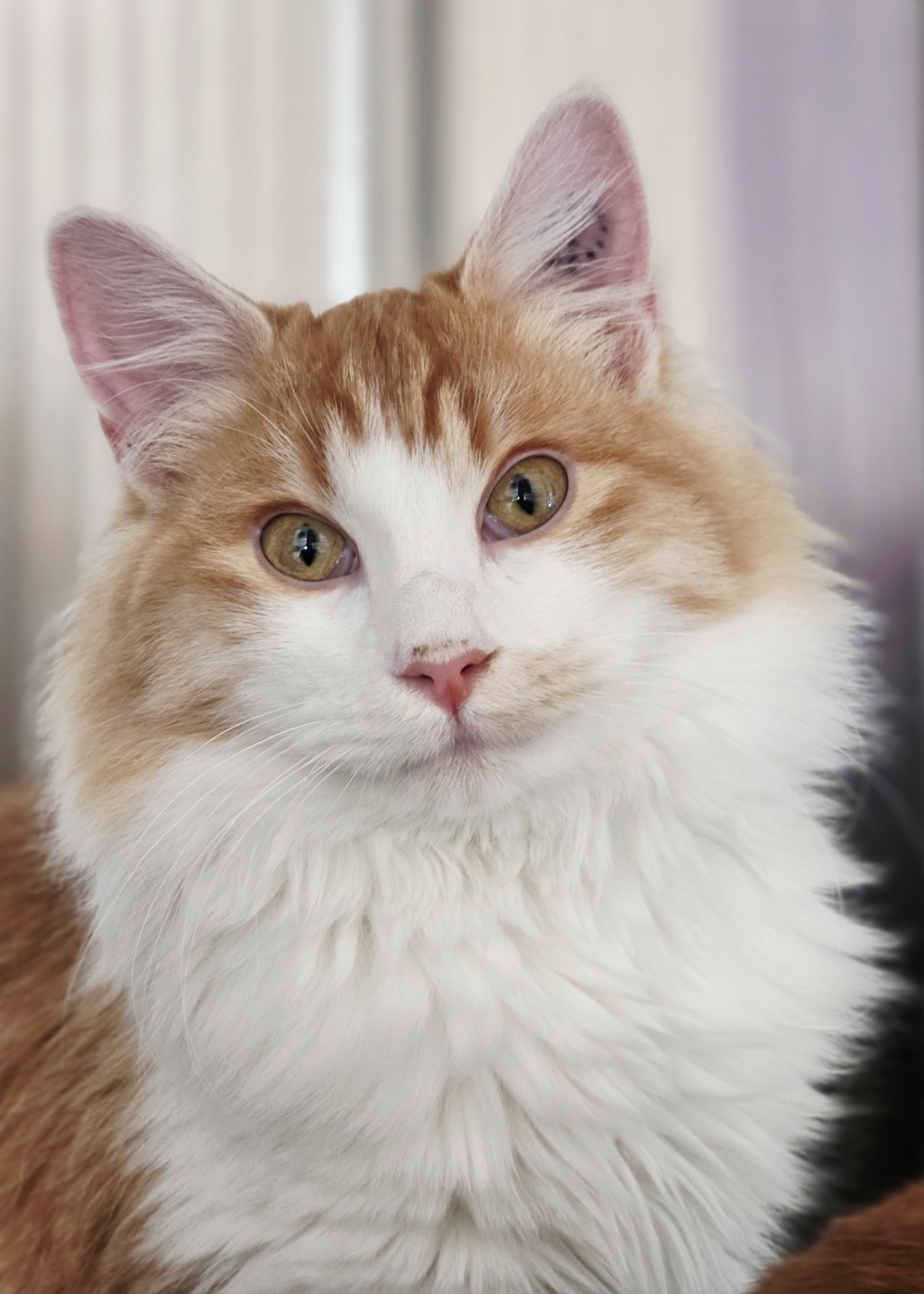 Photo of Sonnet