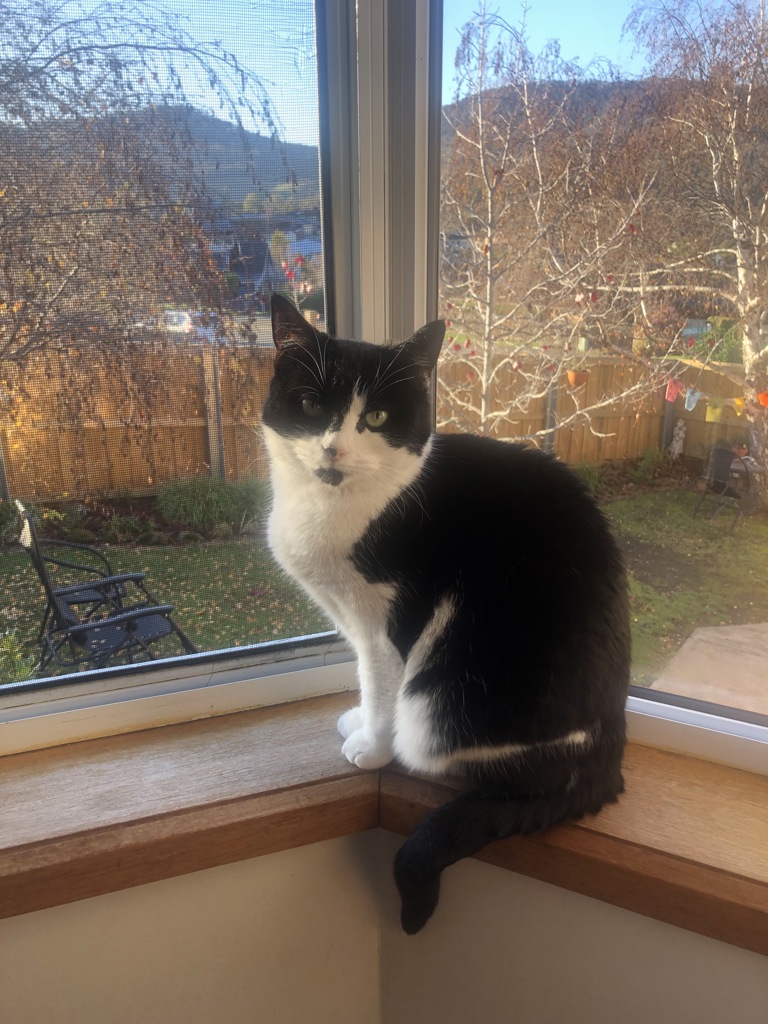 Photo of Gypsy