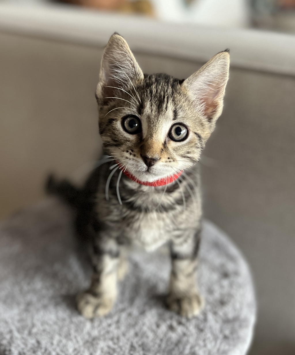 Photo of Basil 