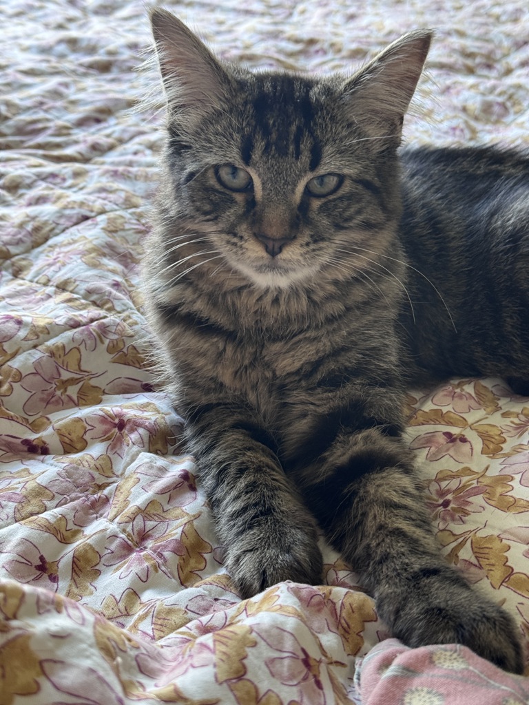 Nimbus, photo 2