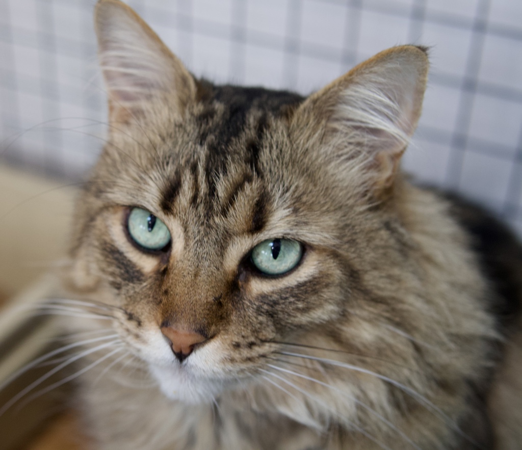 Photo of Boris