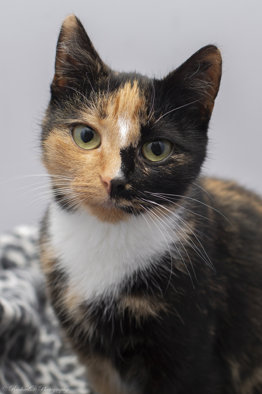Photo of Allegra