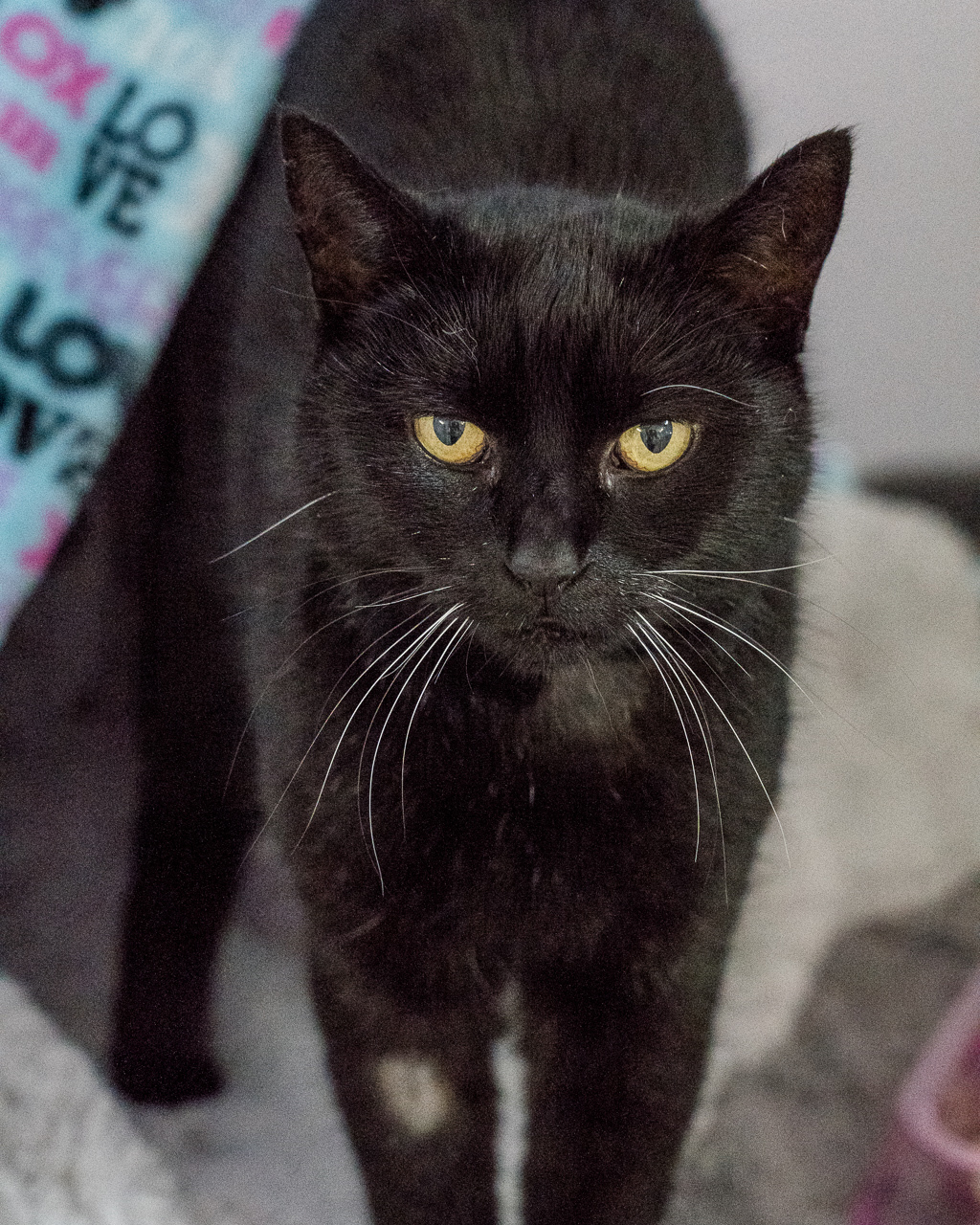 Photo of Mocha
