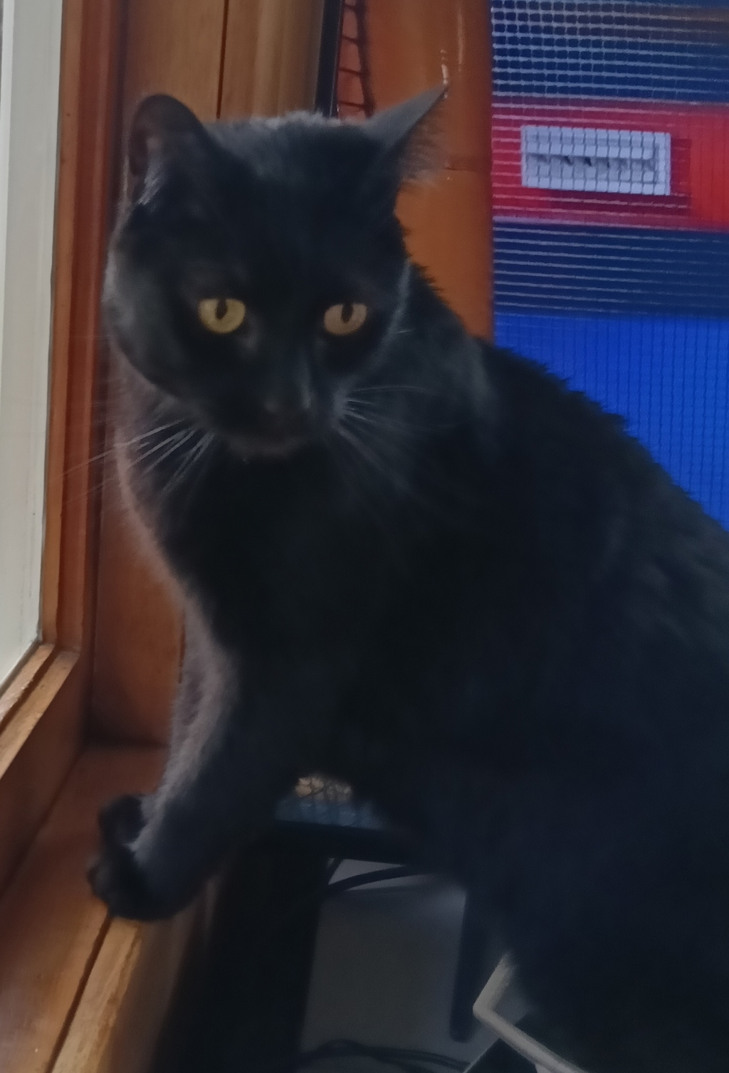 Photo of Mocha