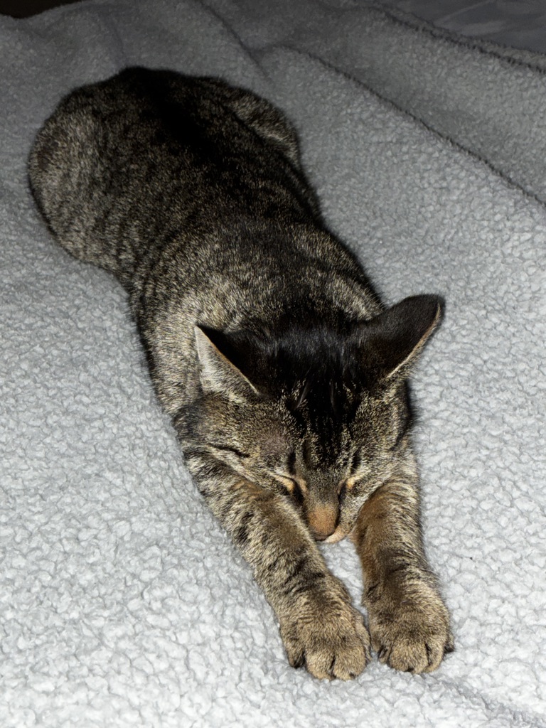 Josie , photo 7