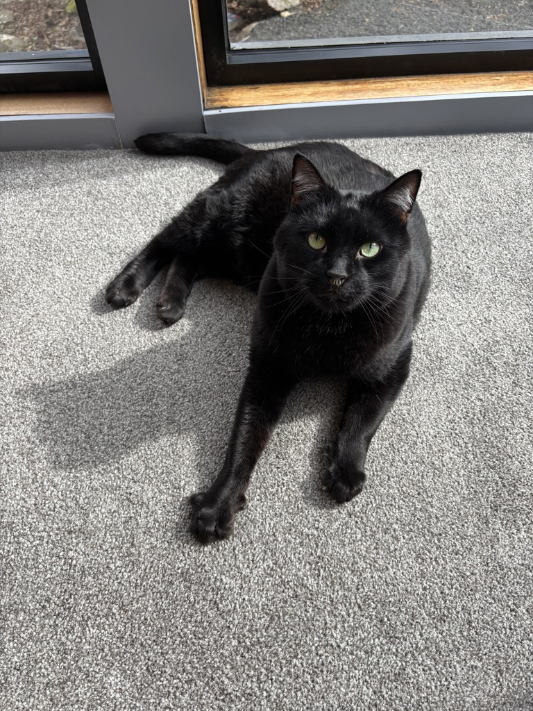 Cedric , photo 8