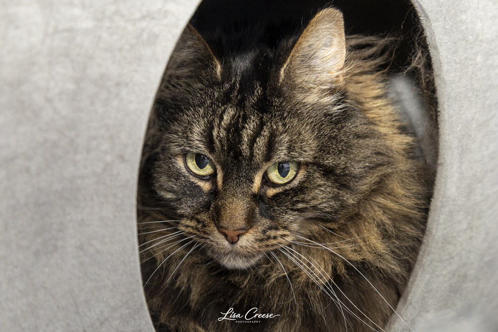 Hattie, photo 7