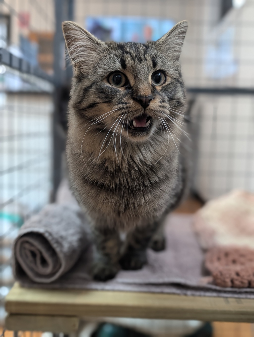 Photo of Nimbus