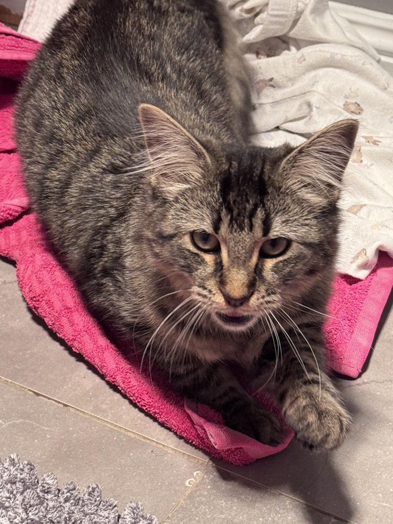 Nimbus, photo 4