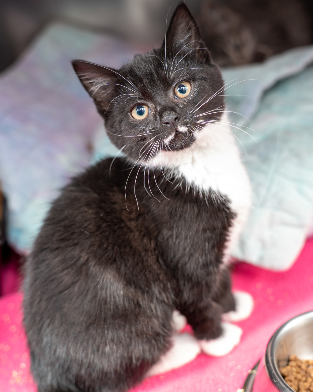 Photo of Mochi