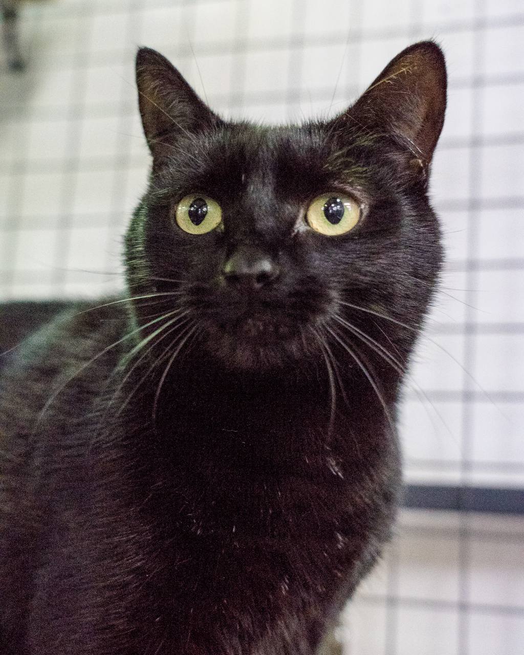 Milly, photo 2