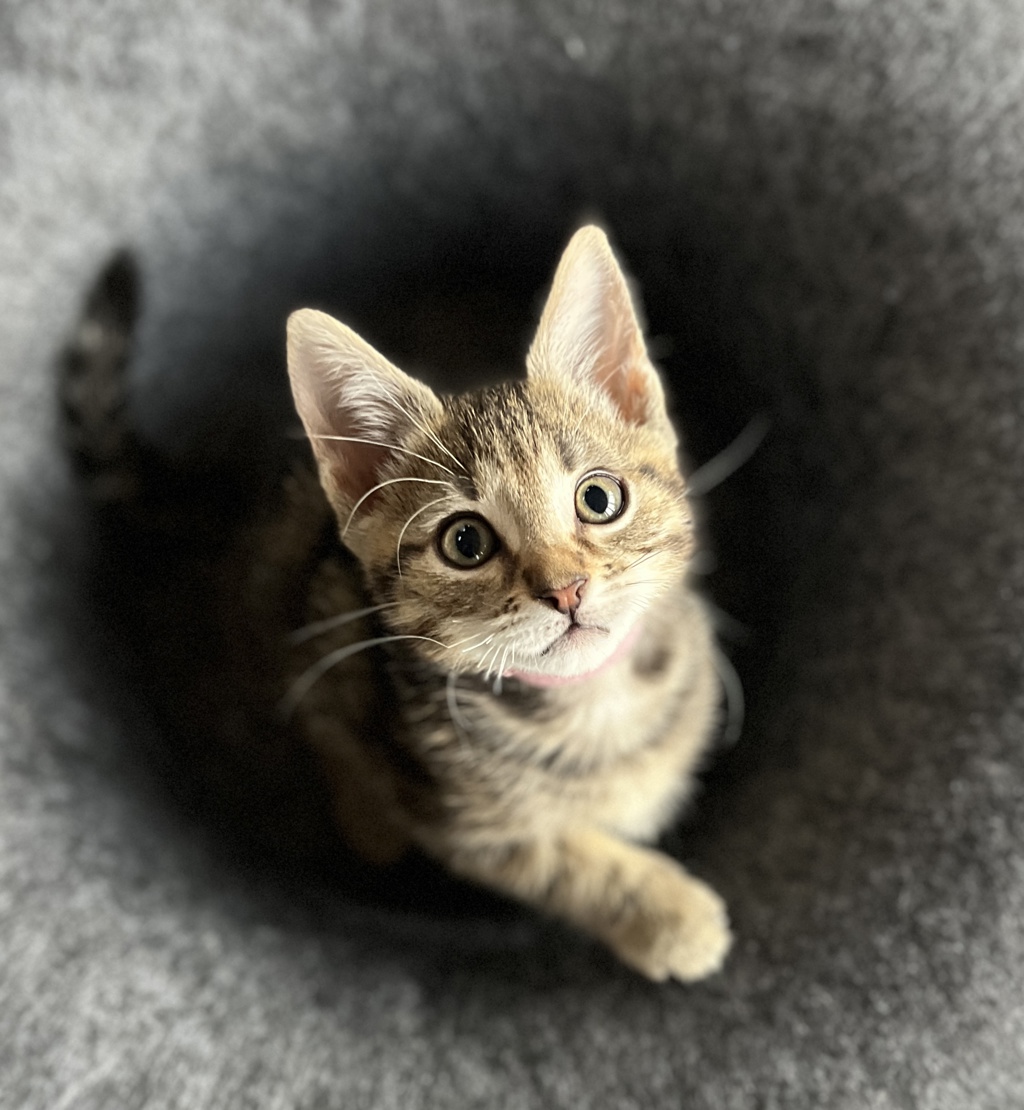 Photo of Anise 