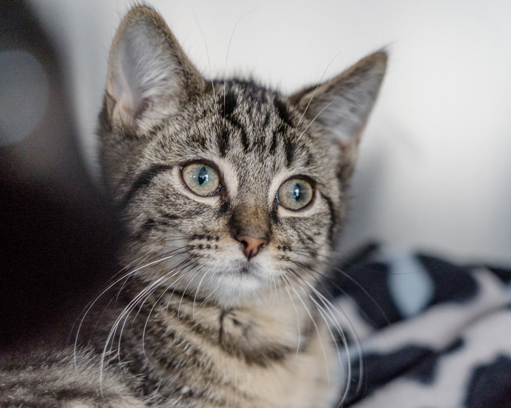 Photo of Twinkle