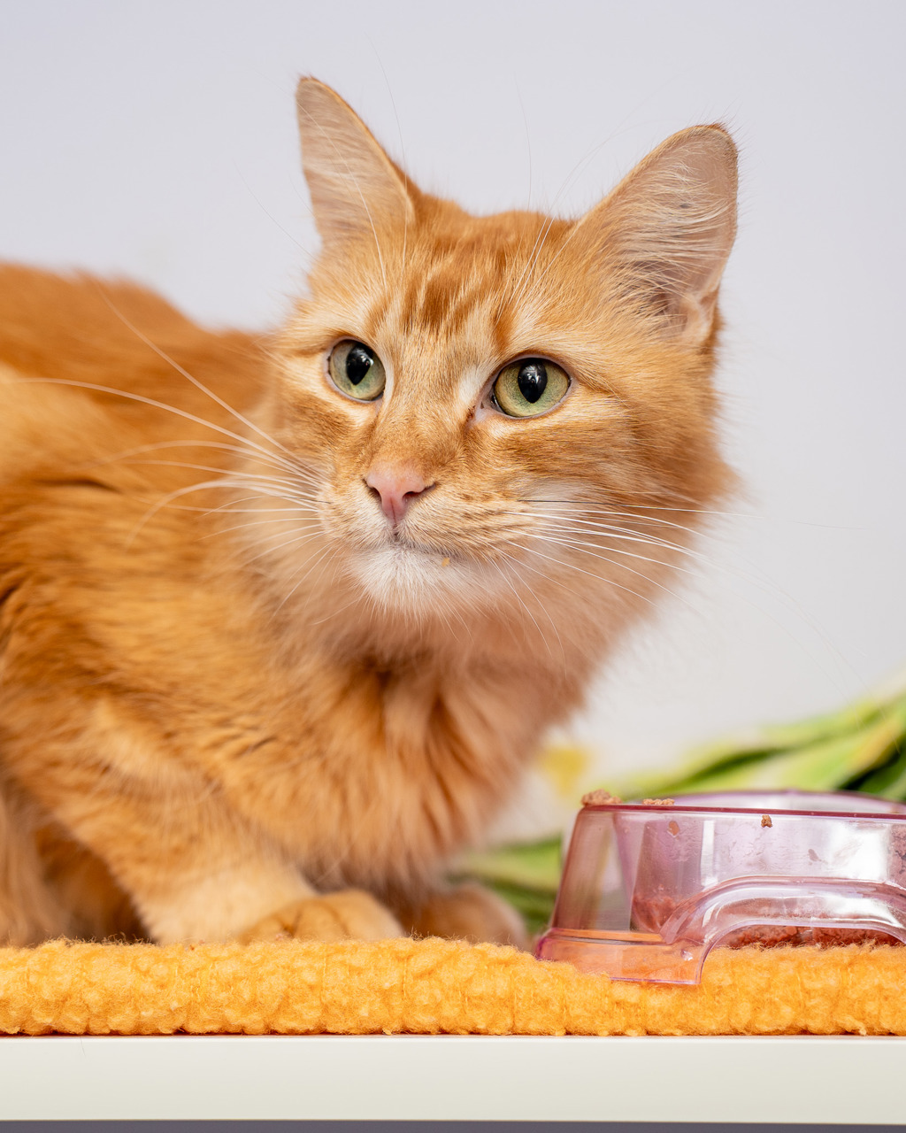 Photo of Hercules
