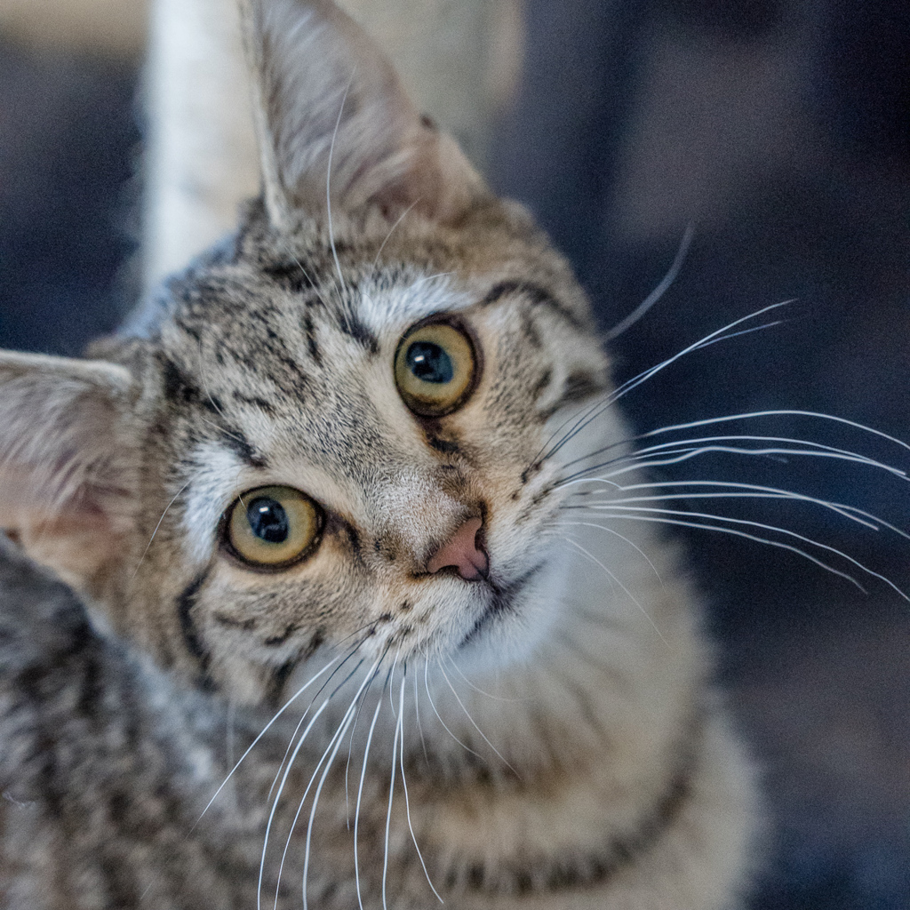 Photo of Tex