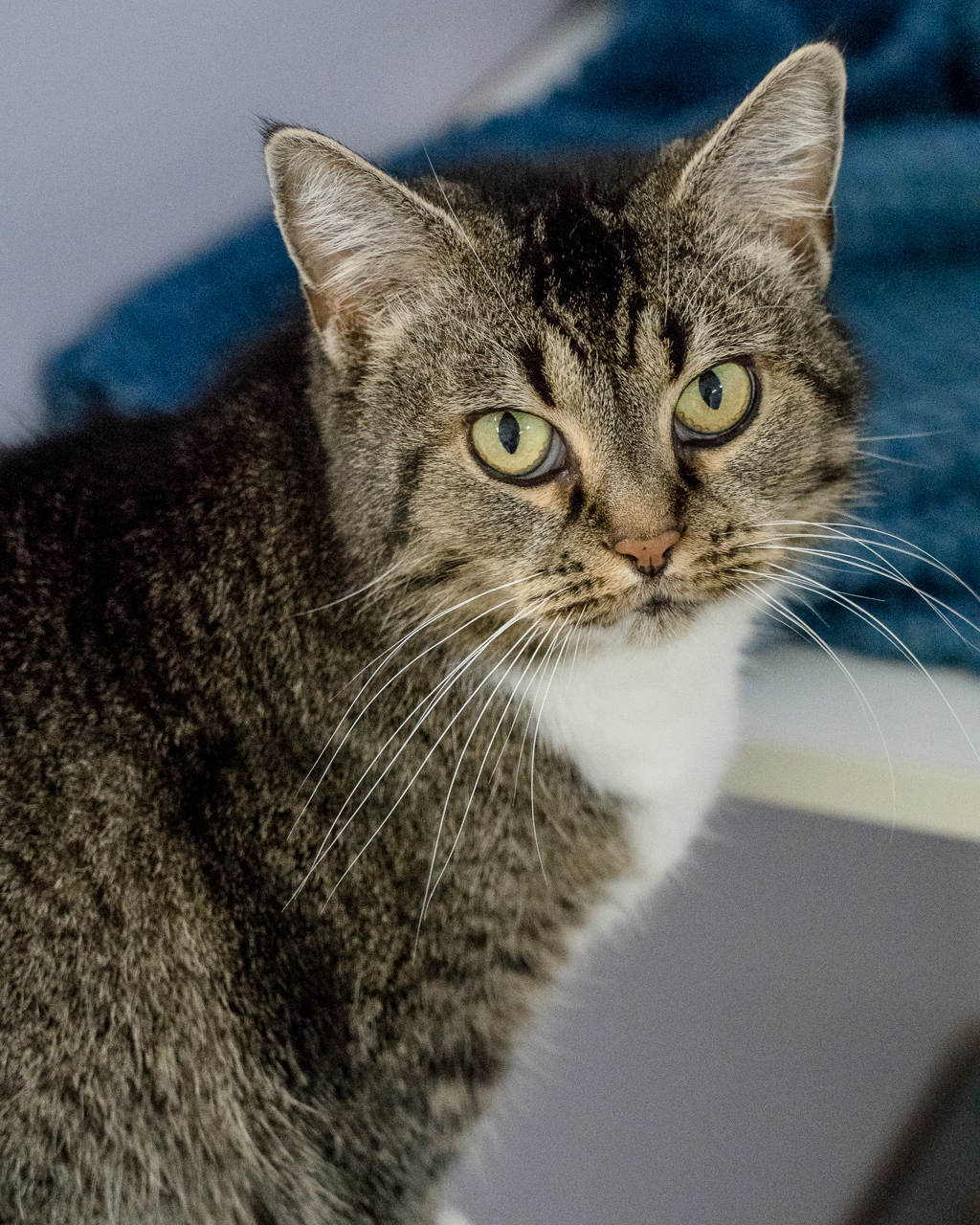 Photo of Shadow