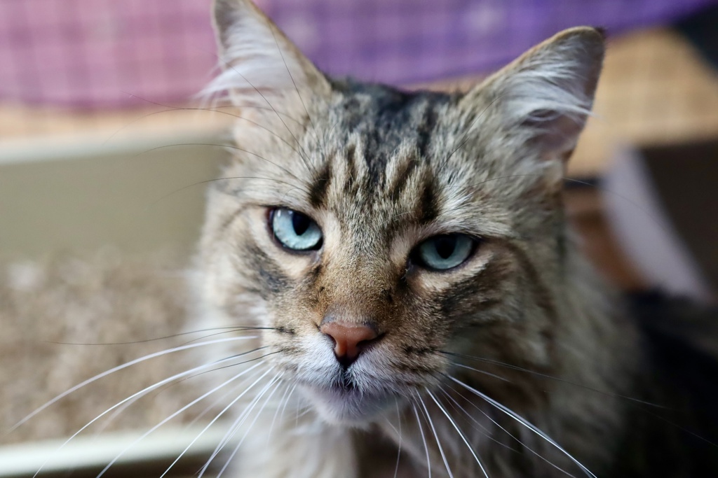 Boris, photo 8
