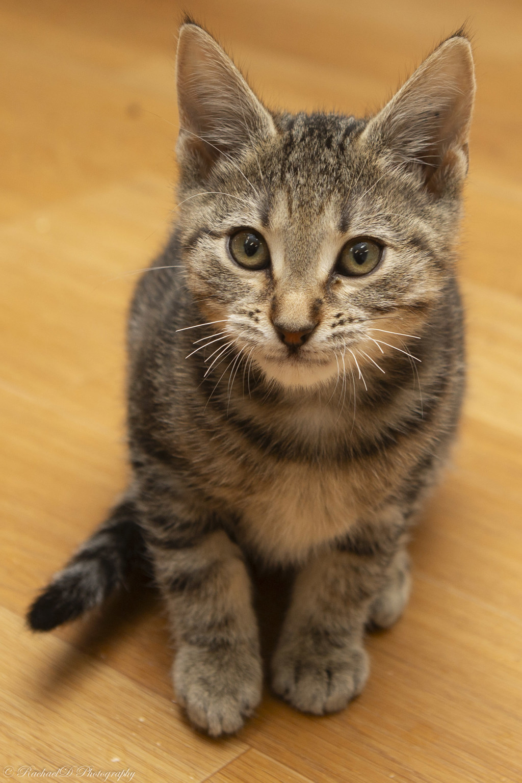 Photo of Anise 