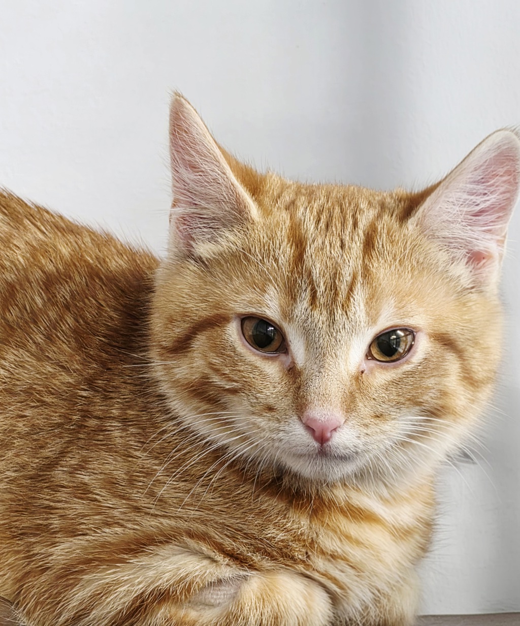 Photo of Pumpkin