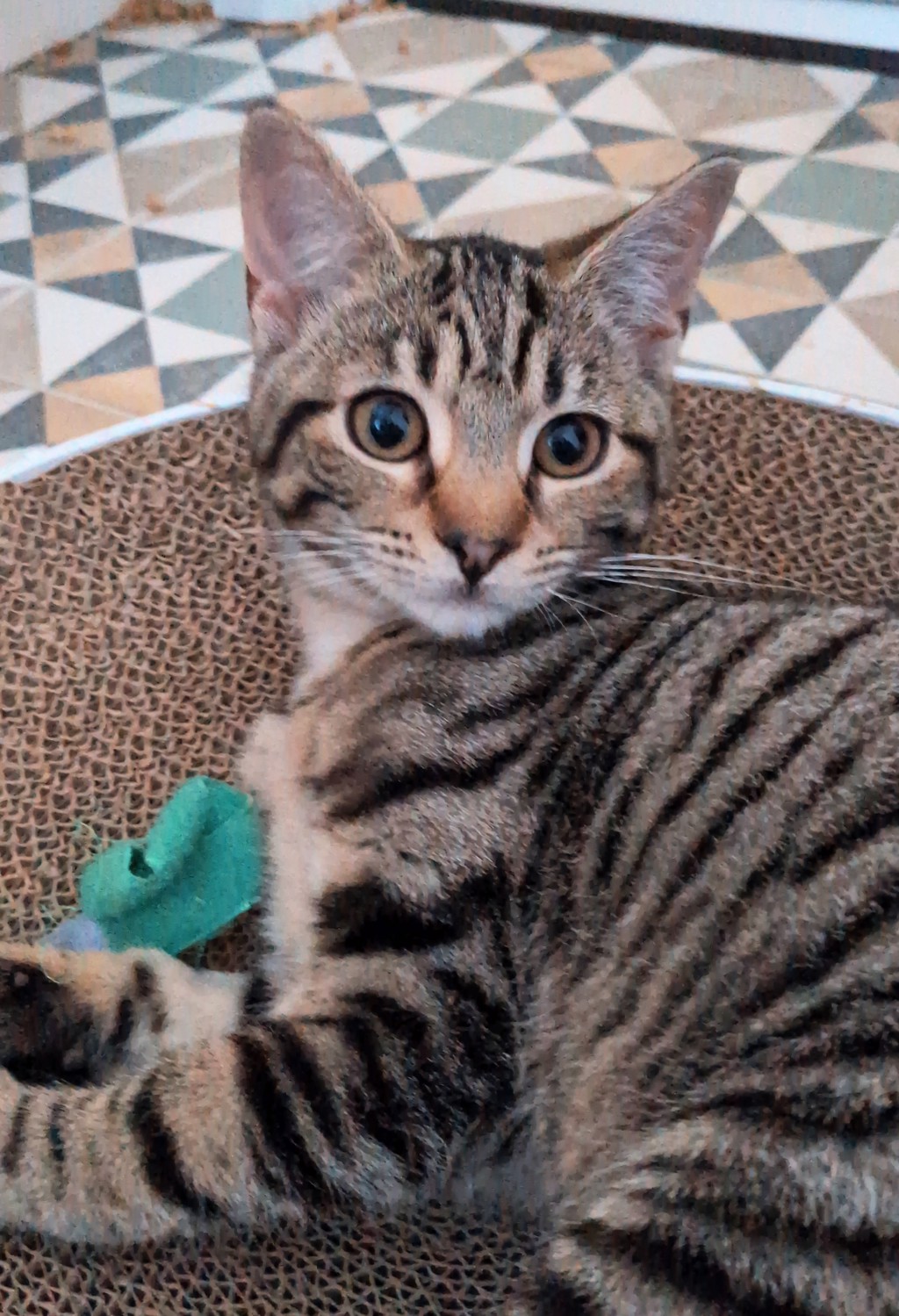 Joani, photo 3