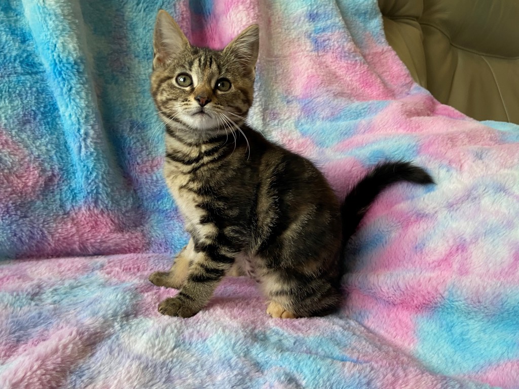 Photo of Pearl