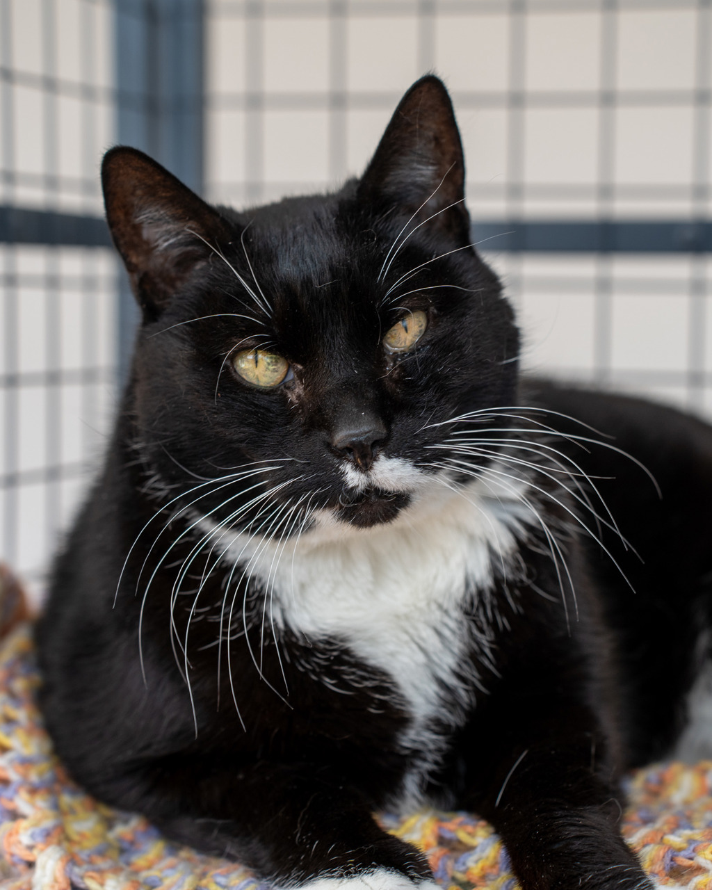 Photo of Badger