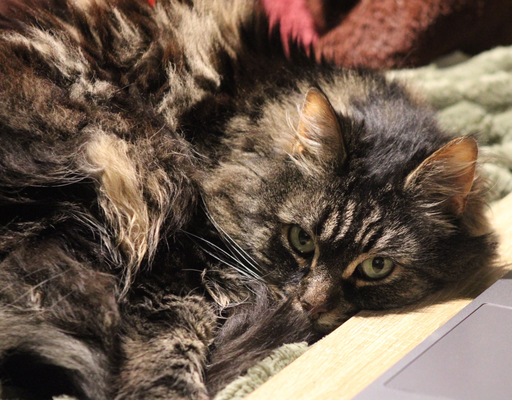 Photo of Hattie