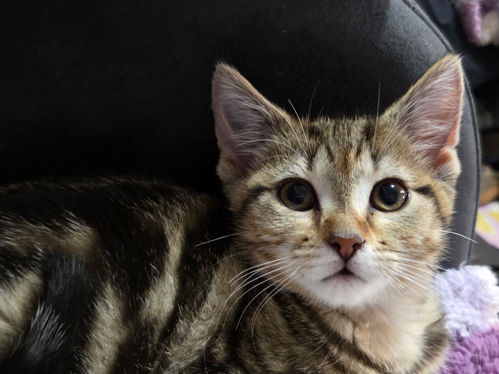 Photo of Ambrosius