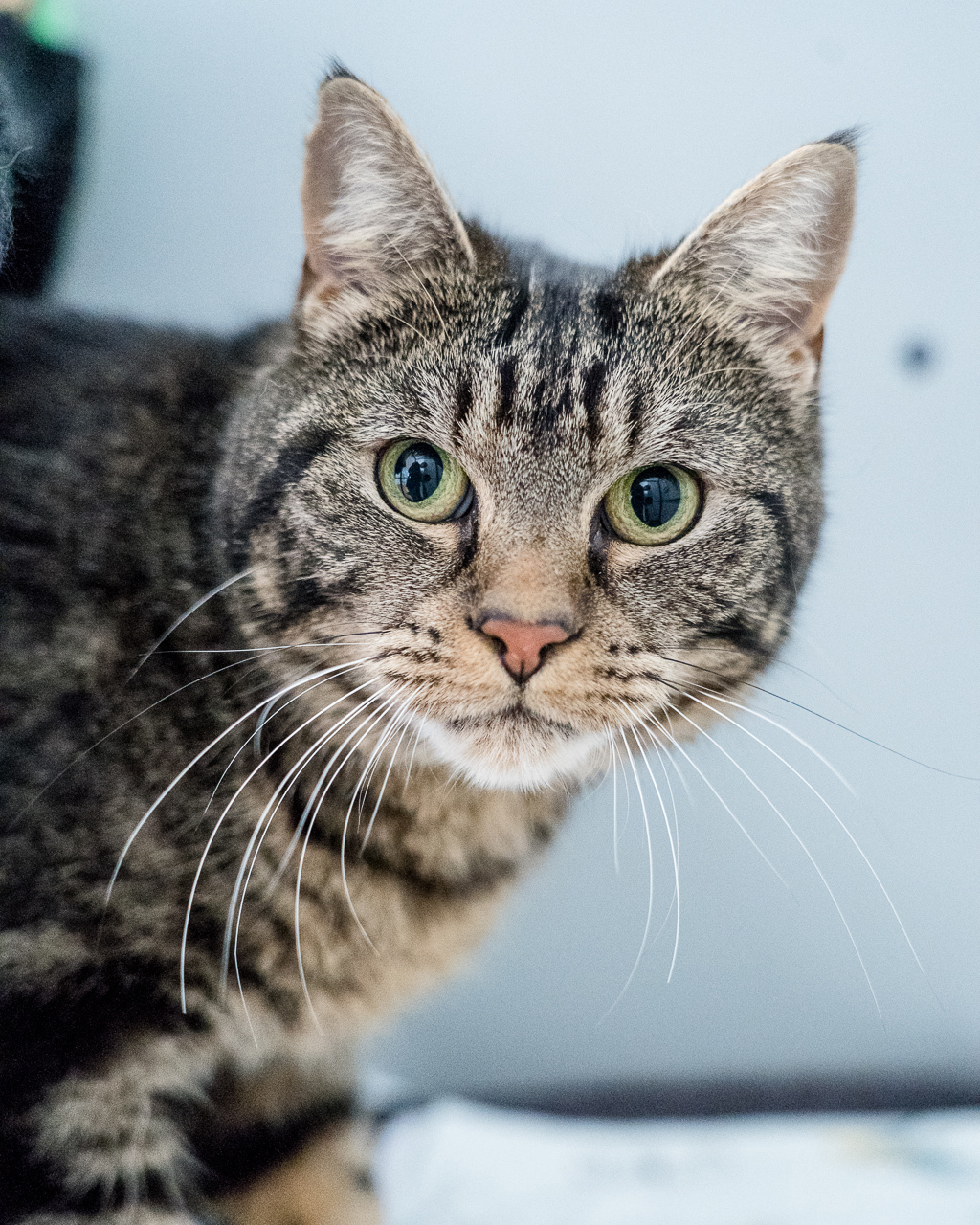 Photo of Indi