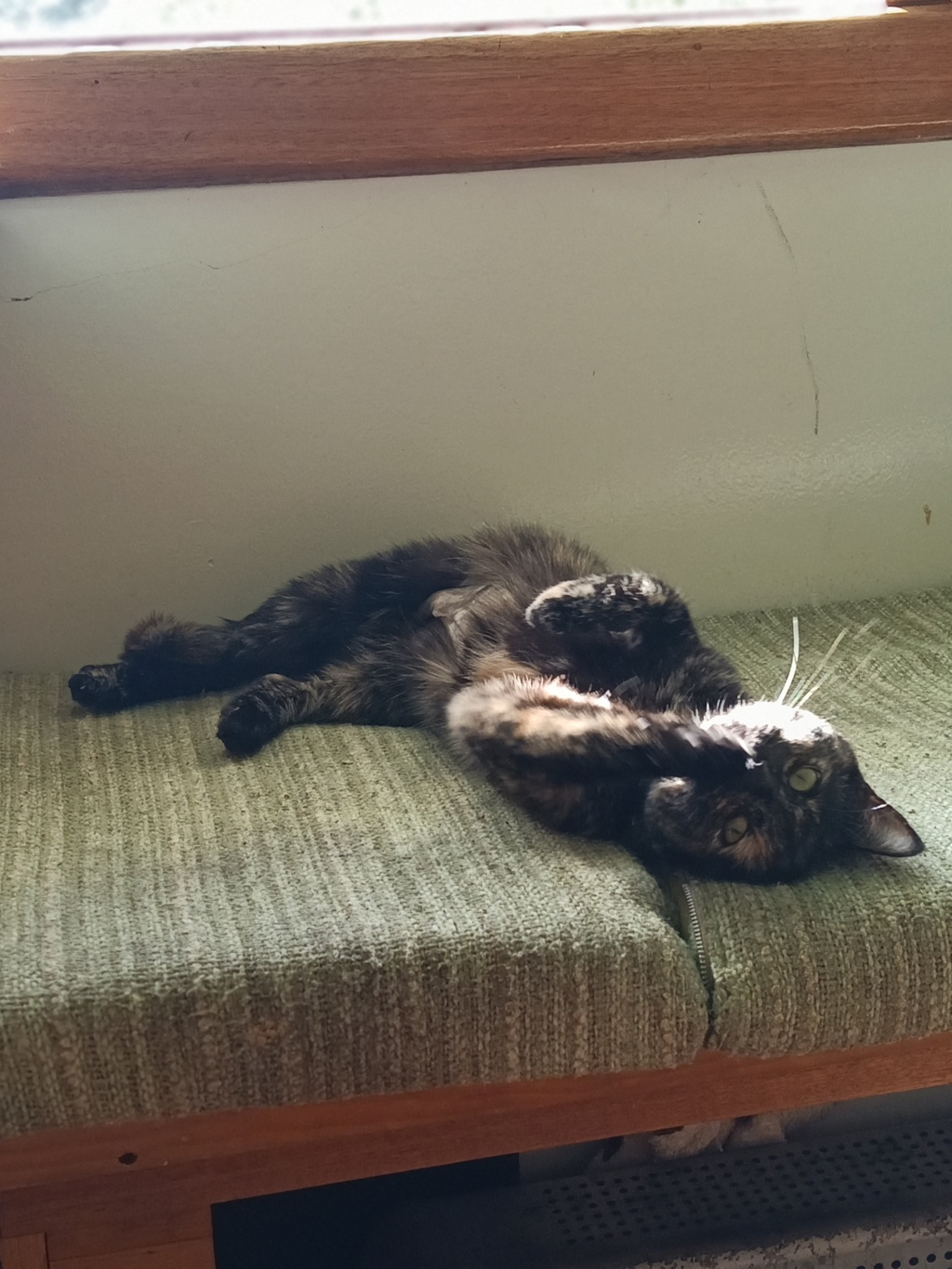 Blanche, photo 7