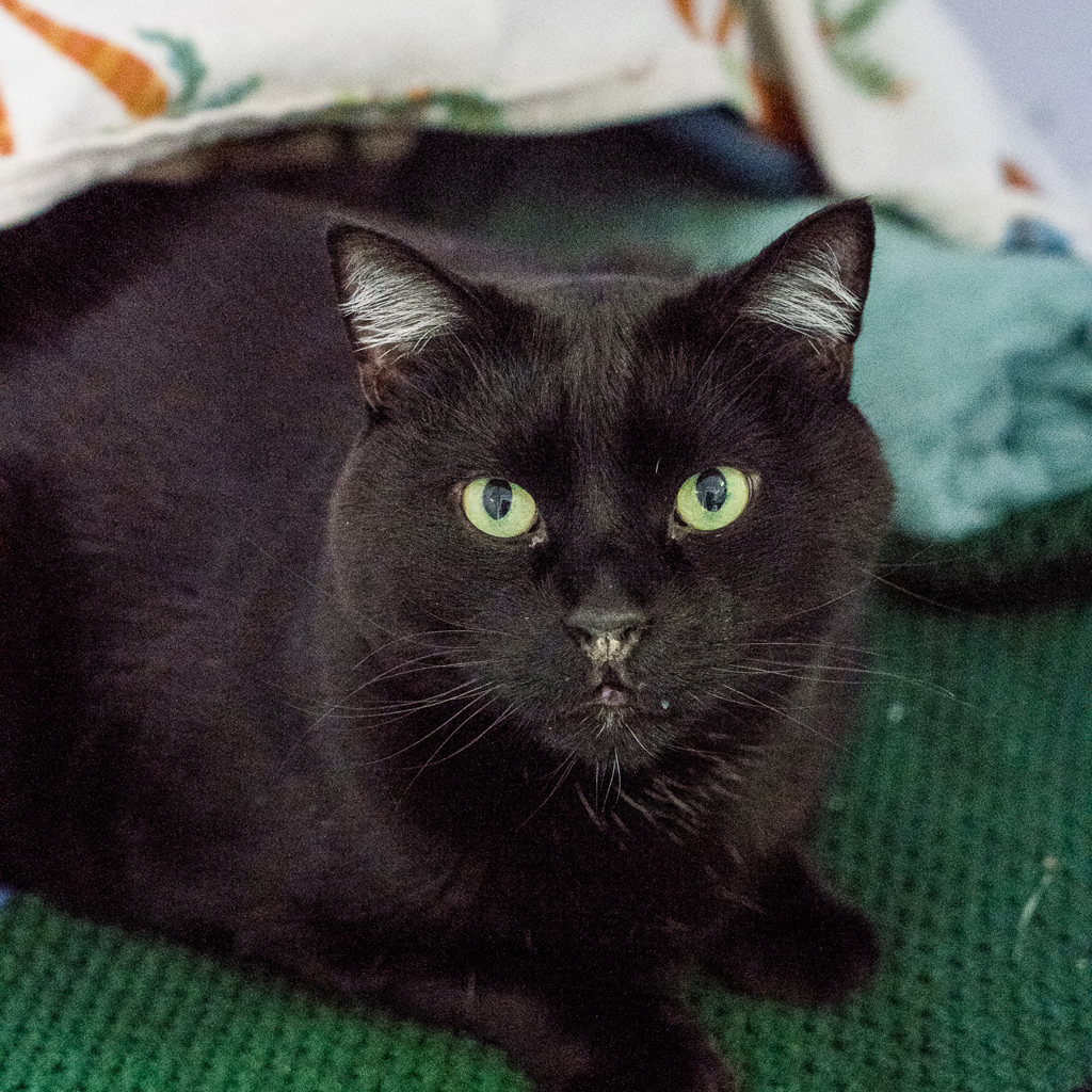 Cedric , photo 6