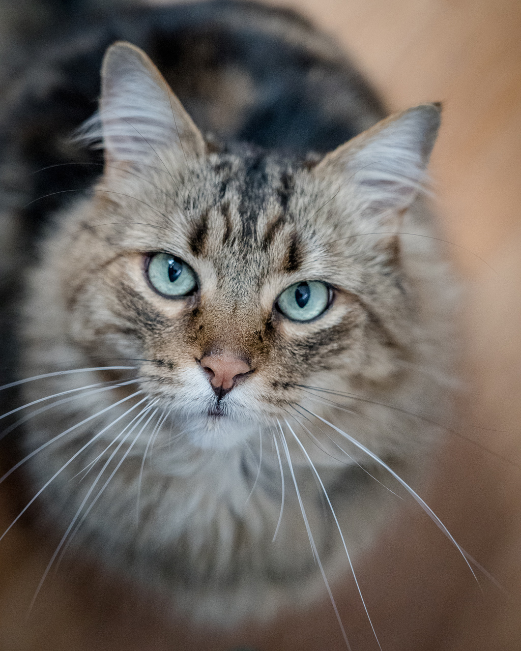 Photo of Boris