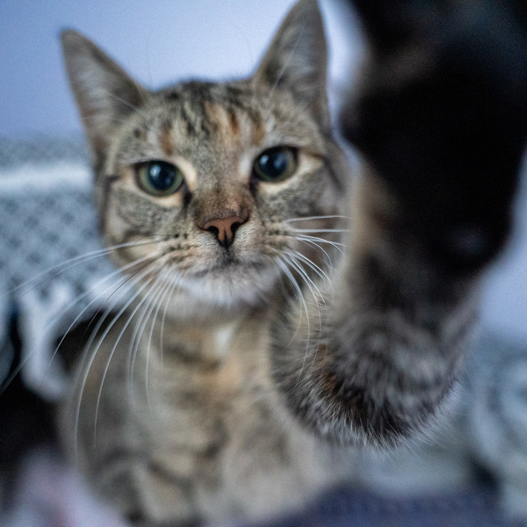 Photo of Pearl