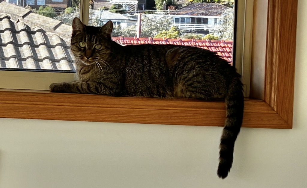 Josie , photo 8