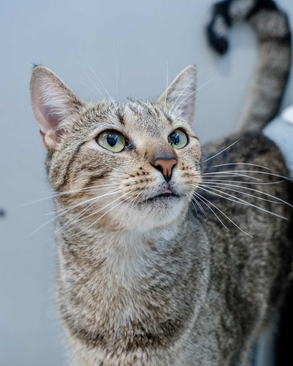 Photo of Pretzel 