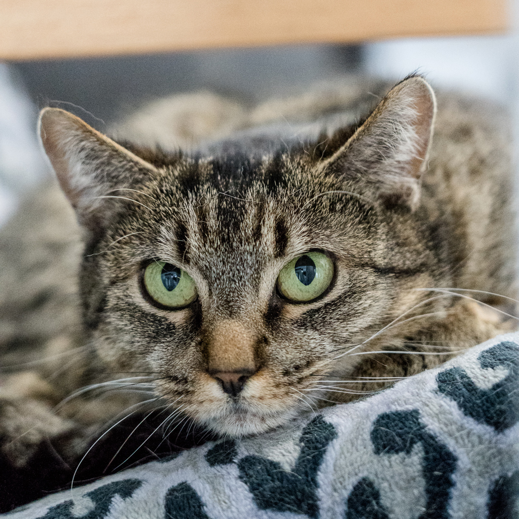 Josie , photo 2