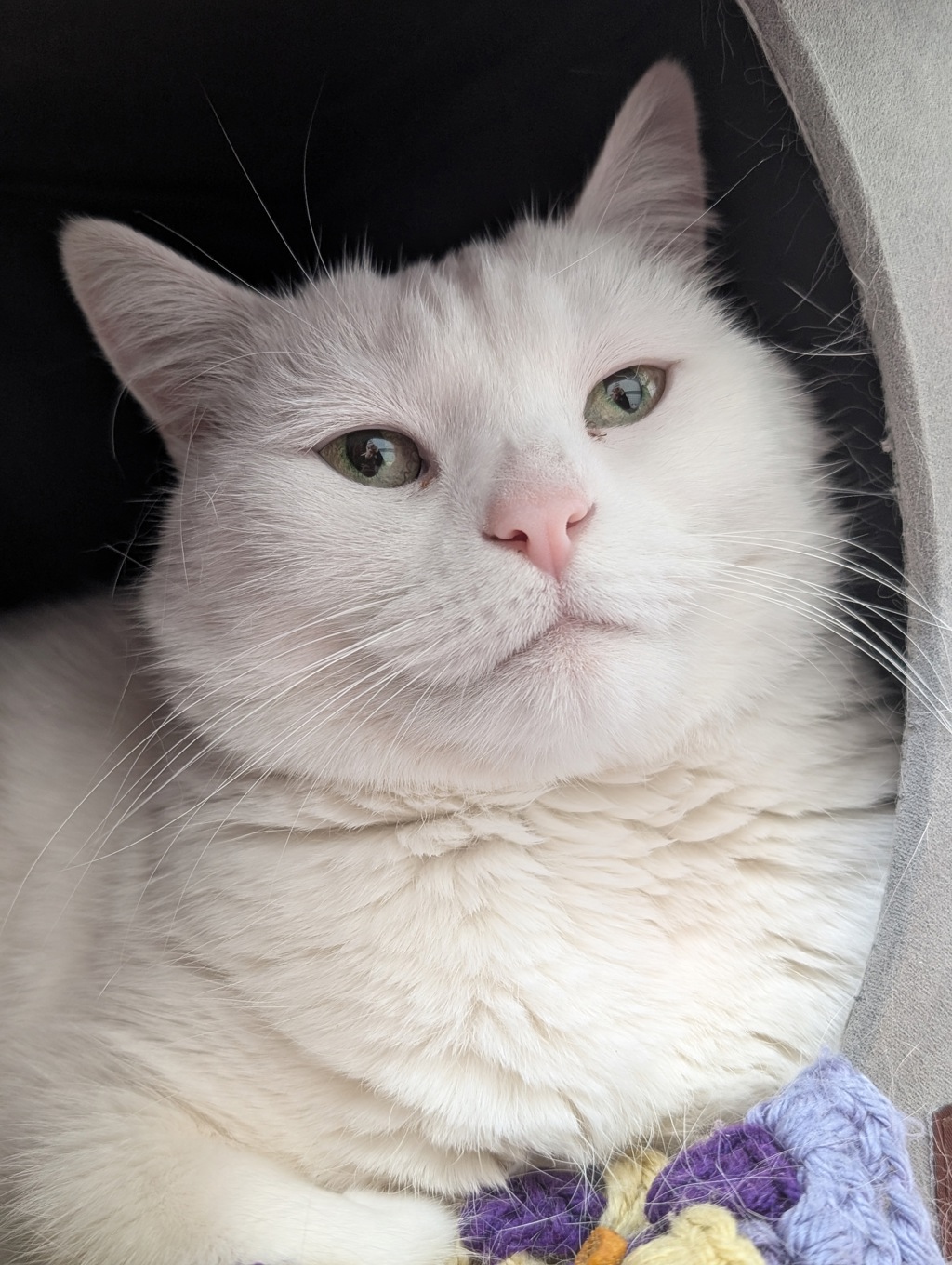 Photo of Minerva