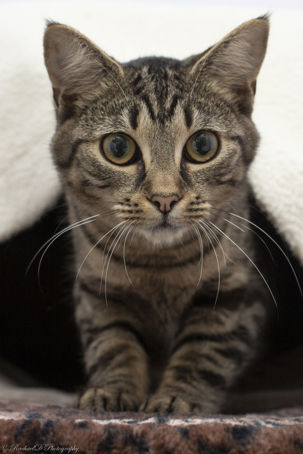Photo of Iris
