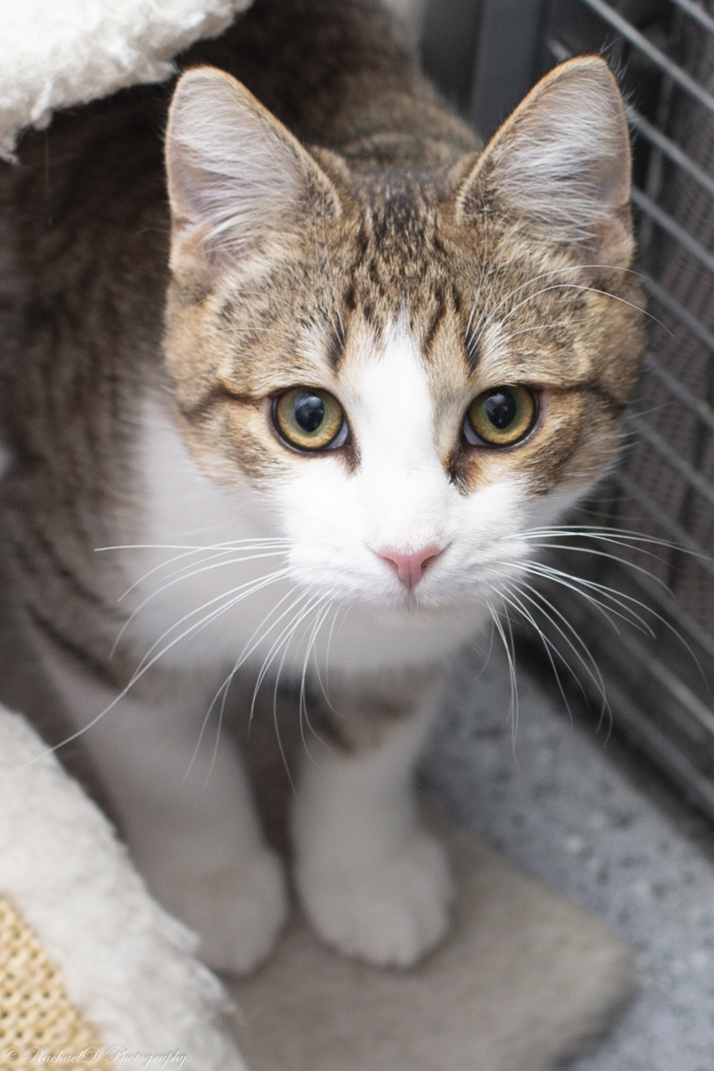 Photo of Maverick