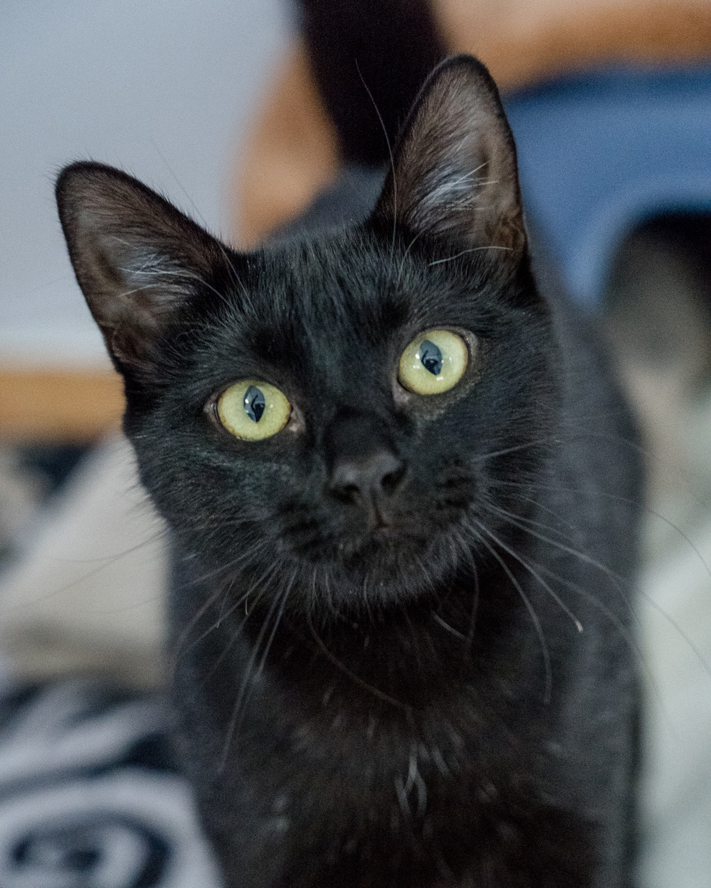 Photo of Lucy