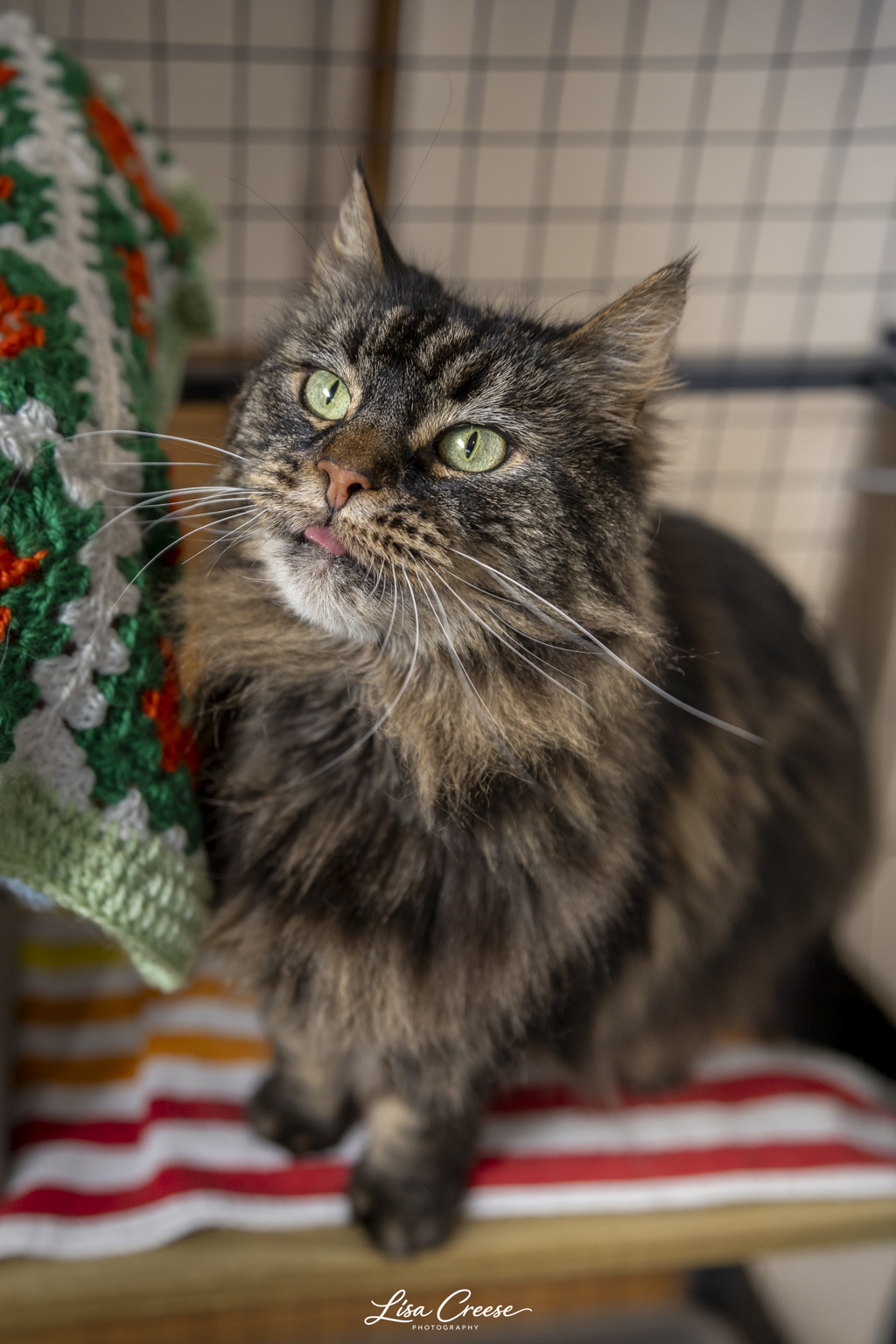 Photo of Hattie