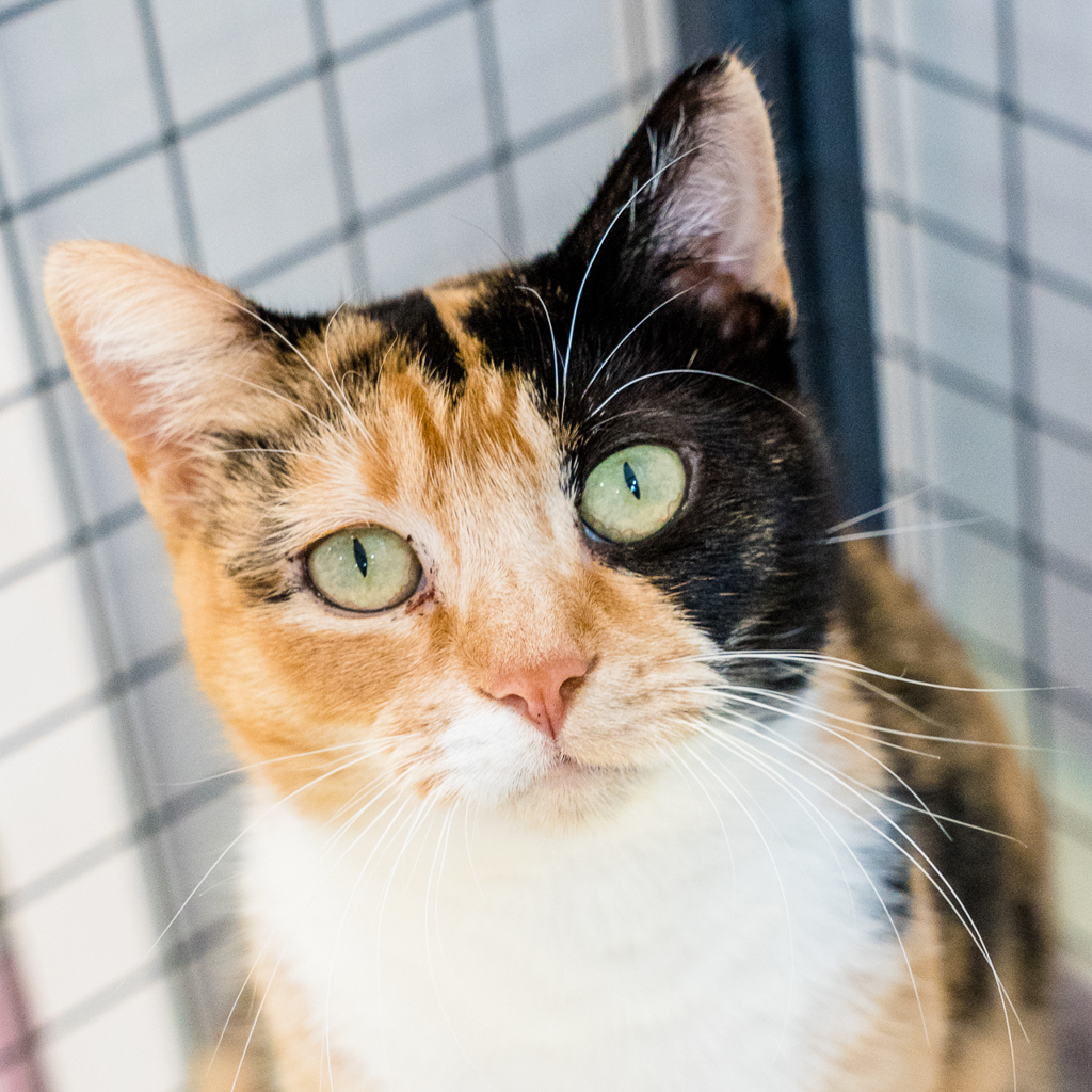 Photo of Millicent
