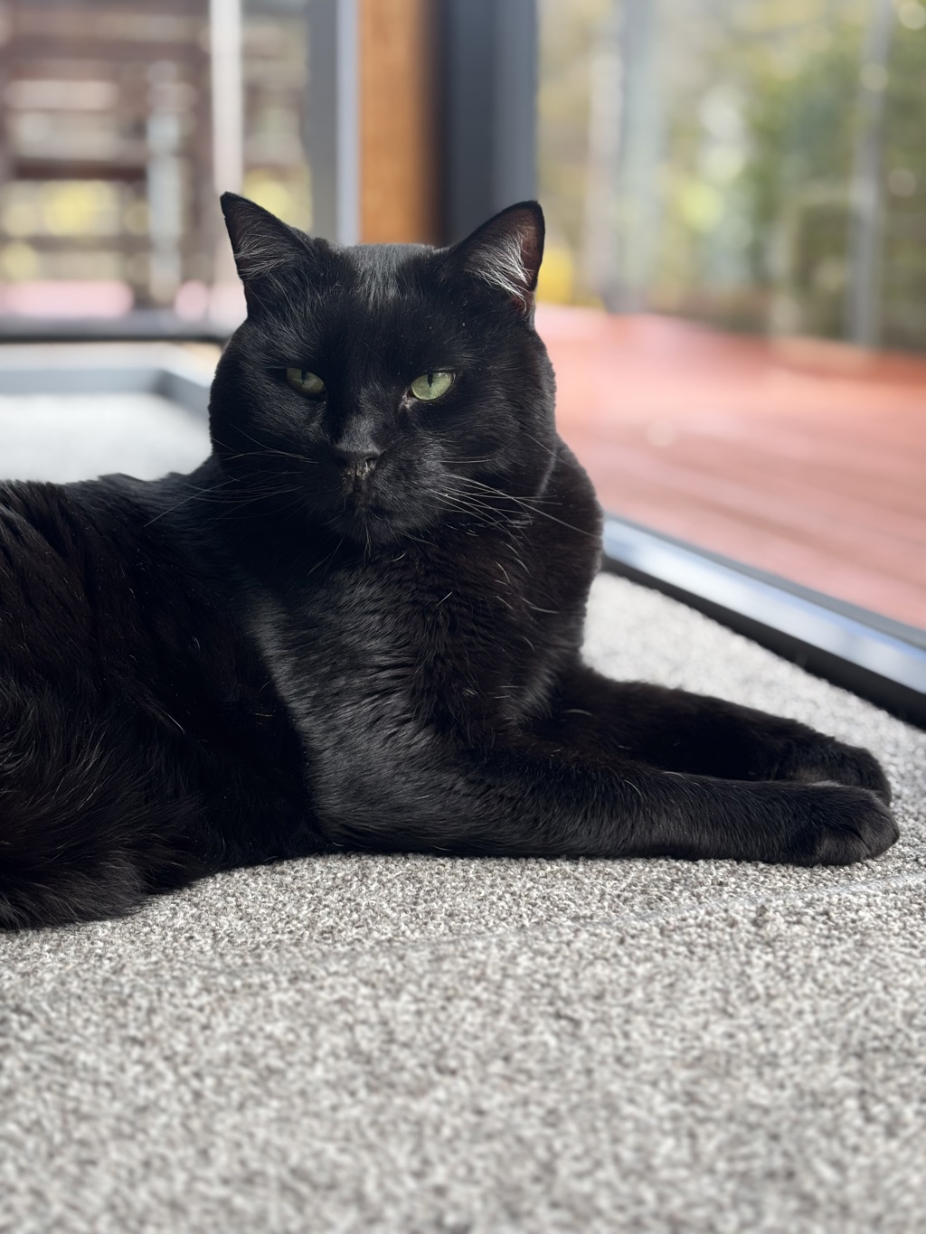 Cedric , photo 7