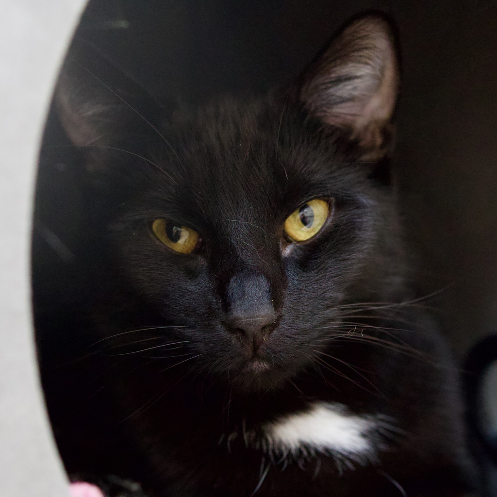 Photo of Bram