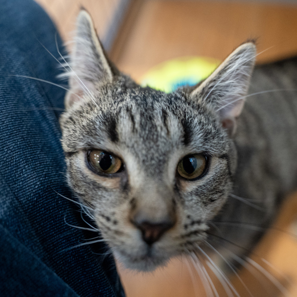 Photo of Tinker