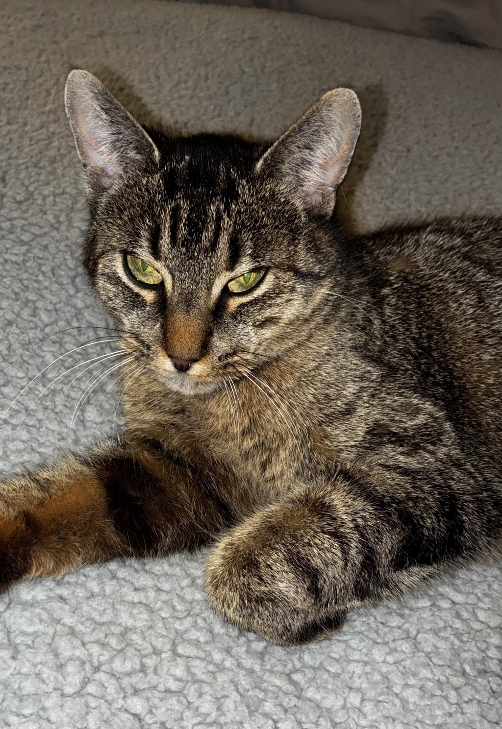 Josie , photo 6